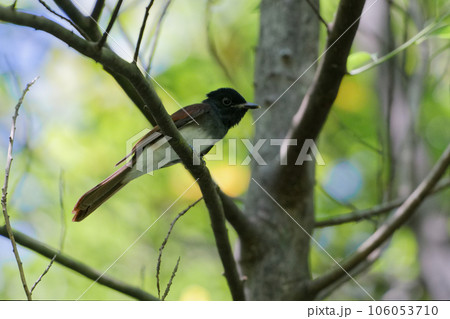 夏鳥 カササギヒタキ科サンコウチョウ♀ 夏鳥 カササギヒタキ科サンコウチョウ♀ 106053710