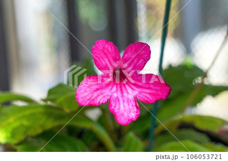 満開の赤紫色のストレプトカーパスの花 満開の赤紫色のストレプトカーパスの花 106053721