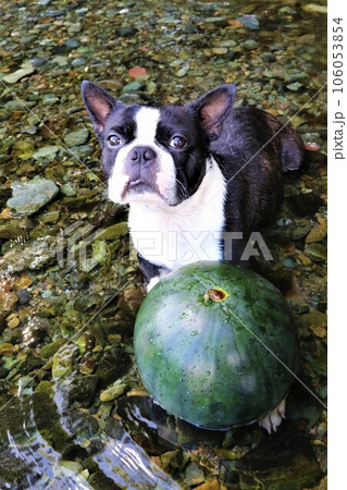 ときがわ町の都幾川の清流に冷やしたスイカを前に可愛く見つめるボストンテリアのマイティ君♡ 106053854