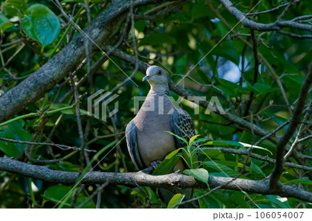 雌雄同色の野鳥　ハト目ハト科キジバト属キジバト 106054007