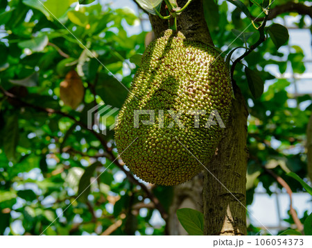 熱帯の果実 パラミツ 熱帯の果実 パラミツ 106054373