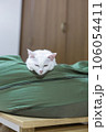 顎をクッションに乗せて眠る白猫 106054411
