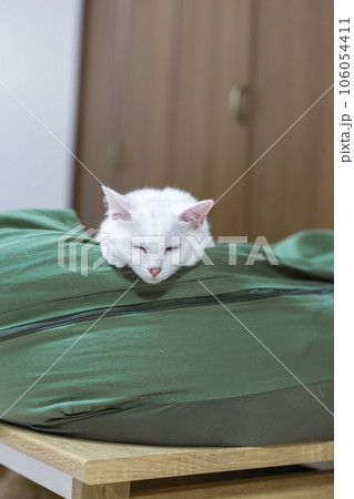顎をクッションに乗せて眠る白猫 106054411