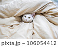 布団から顔を出す白猫 106054412