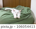 両手をまっすぐ伸ばして寝る猫 106054413