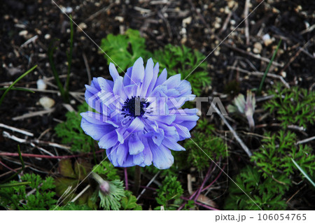 アネモネ 106054765