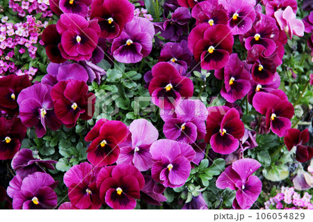 ビオラの花 106054829