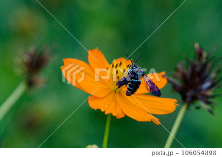 幸せの青いハチ　ルリモンハナバチの訪花 106054898