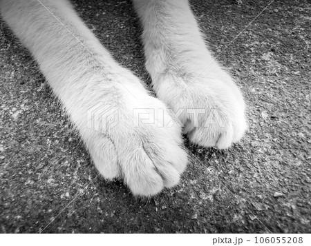 お手～猫の手～ 106055208
