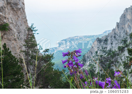 Purple bells or other flowers on the mountain. 106055283