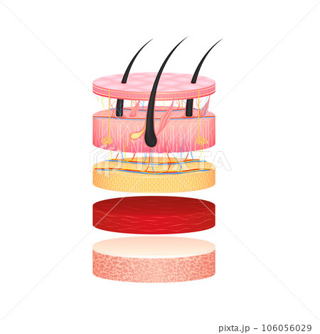 Hair dermis epidermis adipose layers, hypodermis tissue, fat cells and muscle with bone. Layer of the human anatomy skin. Hair dermis epidermis adipose layers, hypodermis tissue, fat cells and muscle with bone. Layer of the human anatomy skin. 106056029