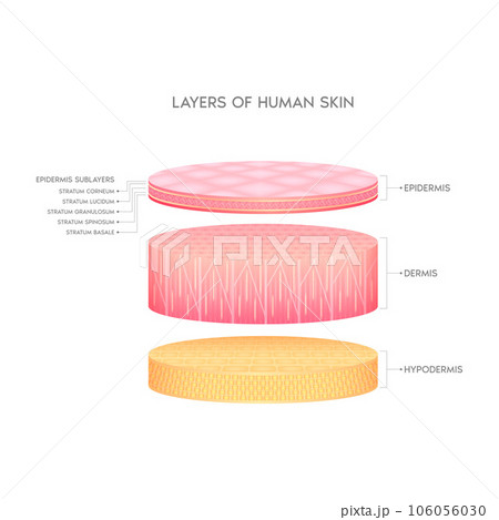 Dermis epidermis adipose layers, hypodermis tissue, fat cells and muscle. Layer of the human anatomy skin. Skin health care concept medical diagram infographic. Isolated 3D vector. Dermis epidermis adipose layers, hypodermis tissue, fat cells and muscle. Layer of the human anatomy skin. Skin health care concept medical diagram infographic. Isolated 3D vector. 106056030