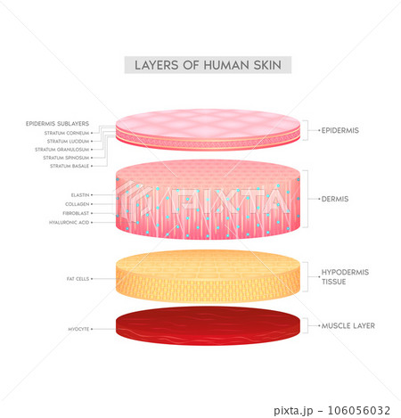 Layer of the human anatomy skin. Dermis epidermis adipose layers, hypodermis tissue, fat cells and muscle. Skin health care concept medical diagram biological infographic. Isolated 3D vector. Layer of the human anatomy skin. Dermis epidermis adipose layers, hypodermis tissue, fat cells and muscle. Skin health care concept medical diagram biological infographic. Isolated 3D vector. 106056032
