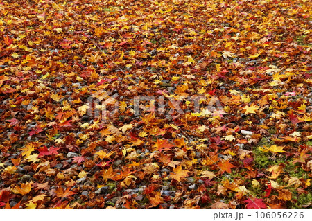 紅葉 紅葉 106056226