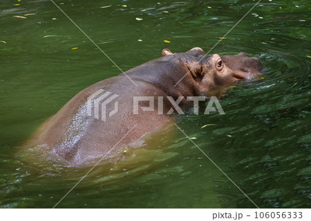Close up head The Big hippopotamus is float in river Close up head The Big hippopotamus is float in river 106056333