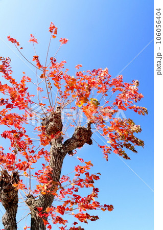 紅葉 紅葉 106056404