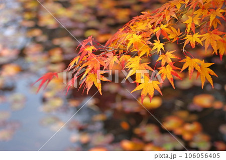 紅葉 紅葉 106056405