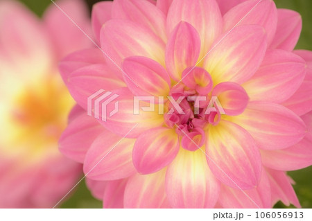 素敵なダリア、輝くピンク 106056913