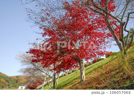 小原四季桜まつり(四季桜と紅葉の共演) 小原四季桜まつり(四季桜と紅葉の共演) 106057068