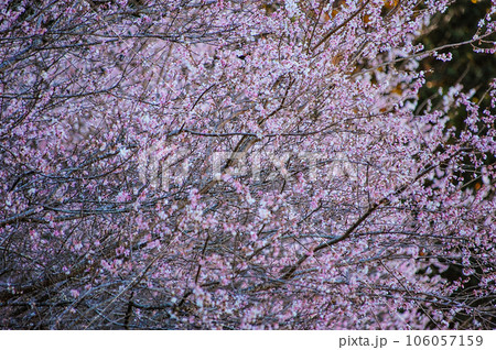 四季桜 四季桜 106057159