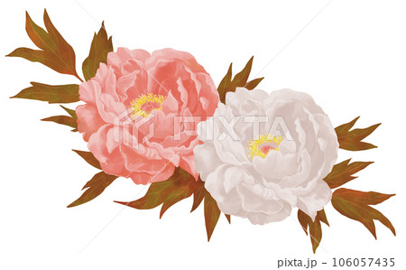 手描き　牡丹の花　白　ピンク 106057435