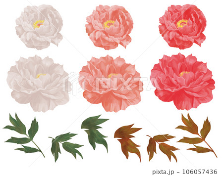 手描き　牡丹の花　パーツ 106057436