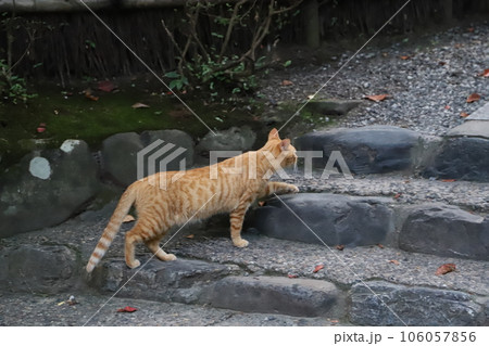 お寺に住み着く野良猫 106057856