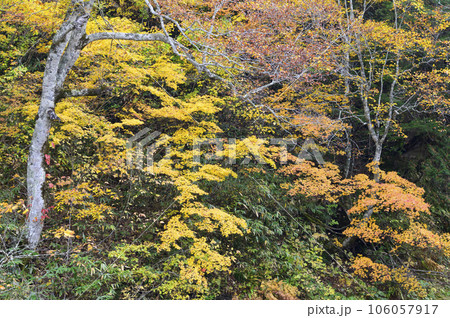 秋の奥志賀の紅葉 秋の奥志賀の紅葉 106057917