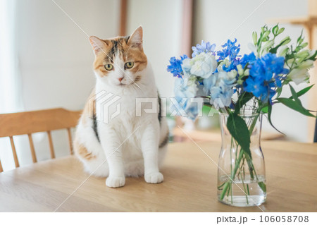 青い花と猫 青い花と猫 106058708