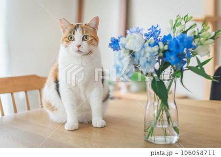 青い花と猫 青い花と猫 106058711