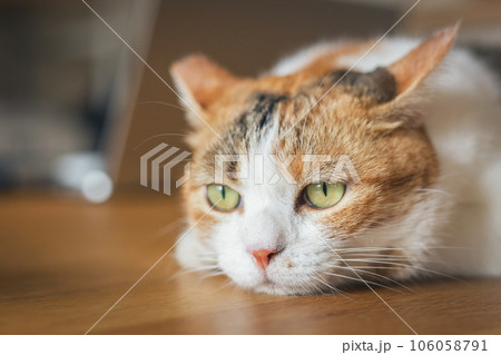 もの思いにふける猫 もの思いにふける猫 106058791