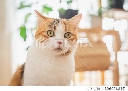 室内でくつろぐ猫 106058817