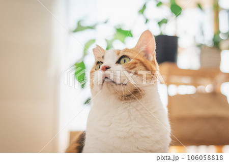 室内でくつろぐ猫 室内でくつろぐ猫 106058818