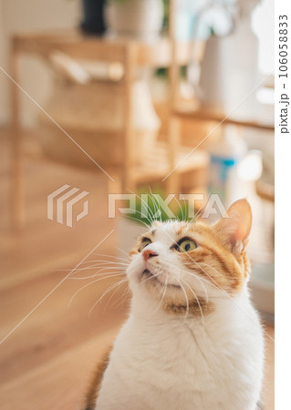 室内でくつろぐ猫 106058833