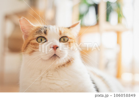 室内でくつろぐ猫 室内でくつろぐ猫 106058849