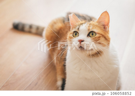 室内でくつろぐ猫 106058852