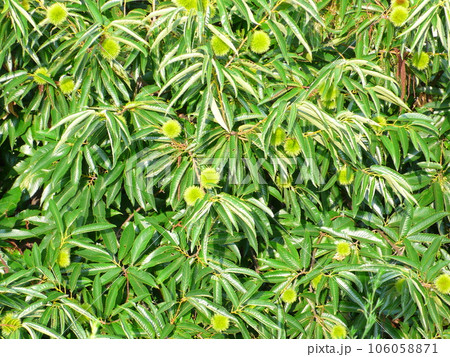 栗の木 クリの木 栗の樹 106058871