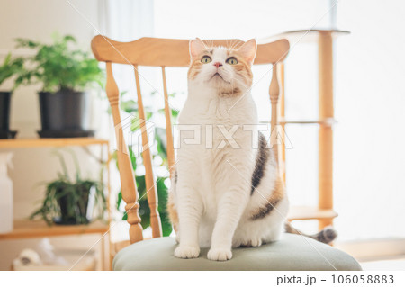 室内の椅子の上で遊ぶ猫 室内の椅子の上で遊ぶ猫 106058883