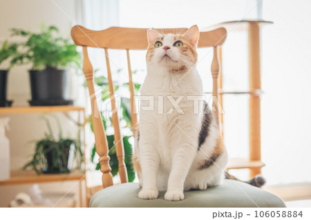 室内の椅子の上で遊ぶ猫 106058884
