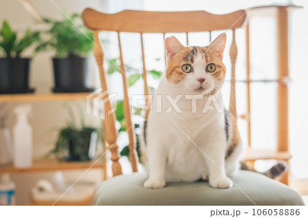 室内の椅子の上で遊ぶ猫 106058886