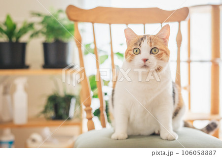 室内の椅子の上で遊ぶ猫 106058887