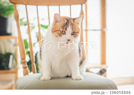 室内の椅子の上で遊ぶ猫 106058888