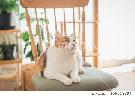 室内の椅子の上で遊ぶ猫 106058894