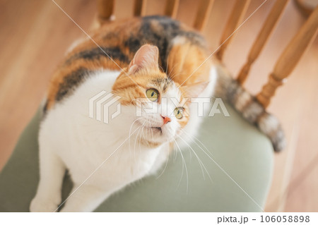 室内の椅子の上で遊ぶ猫 室内の椅子の上で遊ぶ猫 106058898