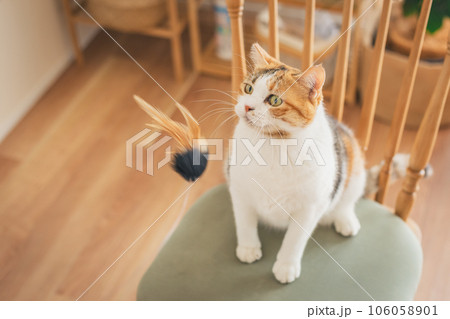 室内の椅子の上で遊ぶ猫 室内の椅子の上で遊ぶ猫 106058901