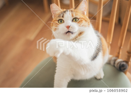 室内の椅子の上で遊ぶ猫 室内の椅子の上で遊ぶ猫 106058902