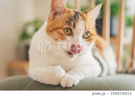 室内の椅子の上で遊ぶ猫 106058913