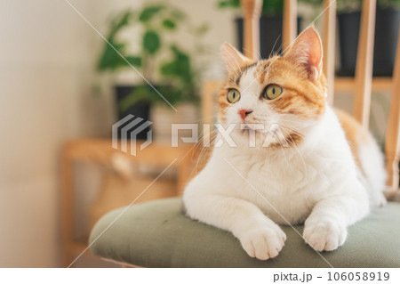 室内の椅子の上で遊ぶ猫 106058919