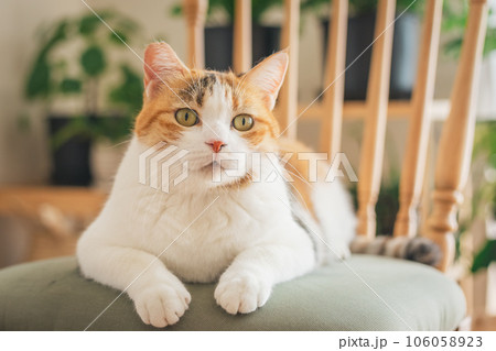 室内の椅子の上で遊ぶ猫 106058923