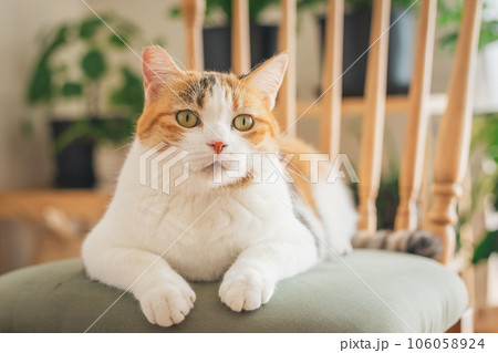 室内の椅子の上で遊ぶ猫 室内の椅子の上で遊ぶ猫 106058924